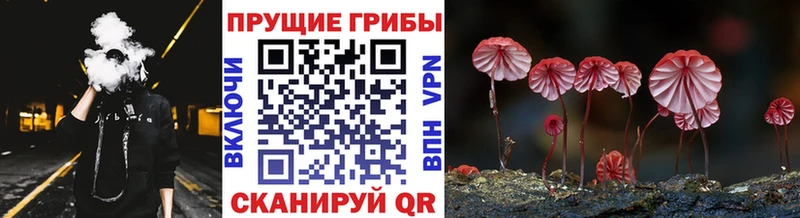 Галлюциногенные грибы Psilocybine cubensis  Чухлома 